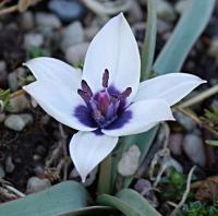 Тюльпан хумилис Альба Коэрулея Окулата (humilis Alba Coerulea Oculata), 5 шт (разбор 6/7)