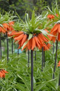 Рябчик императорский Рубра (Fritillaria imperialis Rubra Maxima), 1 шт (разбор 22/24) - картинка 2