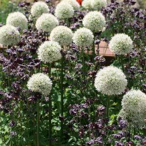 Аллиум Маунт Эверест (Allium Mount Everest), 1 шт (разбор 20/22) - картинка 2