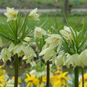 Рябчик Радде (Раддеана) (Fritillaria raddeana), 1 шт (разбор 18/20) - картинка 3