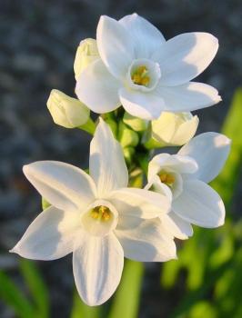 Нарцисс Пейпер Уайт (Narcissus tazetta Paperwhite), 5 шт (разбор 15/16) - картинка 3