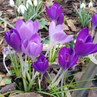 Крокус Барр'c Пепл (Barr's Purple), 25 шт (разбор 5/7)
