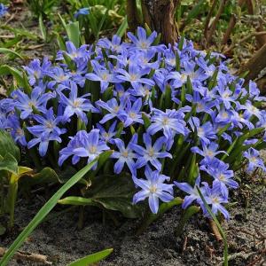 Хионодокса Люцилии (Chionodoxa luciliae), 25 шт (разбор 5/6) - картинка 1