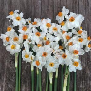 Нарцисс Гераниум (Geranium), 5 шт (разбор 12/14) - картинка 2