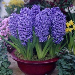 Гиацинт Блю Джекет (Blue Jacket), 5 шт - картинка 4