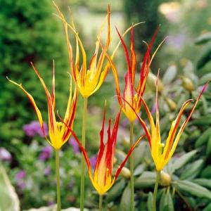 Тюльпан Корнута = Акумината (acuminata syn. Tulipa Cornuta), 5 шт - картинка 4
