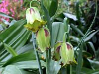 Рябчик Акмопетала (Fritillaria acmopetala), 5 шт (разбор 8/9)
