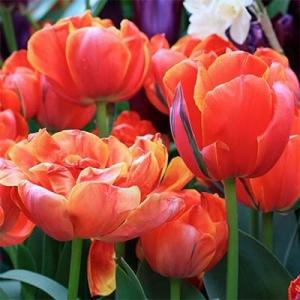 Тюльпан Куинсдей (Queensday), 10 шт (разбор 12/14) - картинка 3