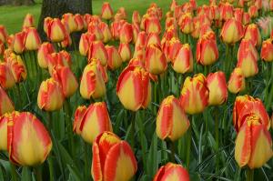 Тюльпан Банья Лука (Banja Luka), 10 шт (разбор 12/14) - картинка 2