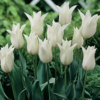 Тюльпан Уайт Элеганс (White Elegance), 10 шт (разбор 11/12)