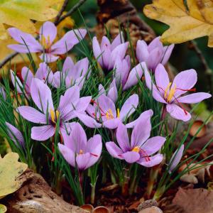 Крокус Сативус (шафран) (Sativus), 15 шт (разбор 9/10) - картинка 1