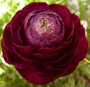 Ранункулюс Авив Руж (Ranunculus Aviv Rouge), 15 шт (разбор 7/8) - картинка 2