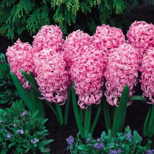 Гиацинт Пинк Перл (Pink Pearl), 3 шт (горшечный, разбор 18/19!) - картинка 3