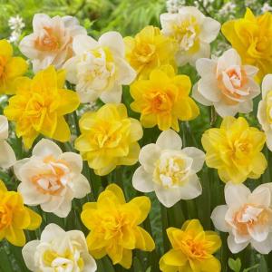 Нарцисс махровый смесь сортов (Narcissus Double Mixed), 25 шт - картинка 1