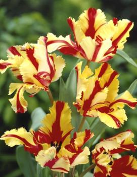 Тюльпан Флэйминг Пэррот (Flaming Parrot), 10 шт (разбор 11/12) - картинка 1