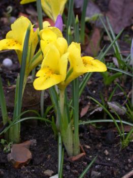 Ирис Данфорда (Iris danfordiae), 20 шт (разбор 6/7) - картинка 2