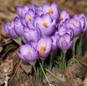 Крокус Барр'c Пепл (Barr's Purple), 25 шт (разбор 5/7) - картинка 1