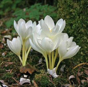 Колхикум Альбум (Colchicum autumnale Album), 1 шт (разбор 16/18) - картинка 2