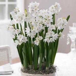 Нарцисс Пейпер Уайт (Narcissus tazetta Paperwhite), 5 шт (разбор 15/16) - картинка 1