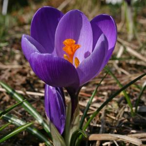 Крокус Флауер Рекорд (Flower Record), 10 шт (разбор 9/10) - картинка 1