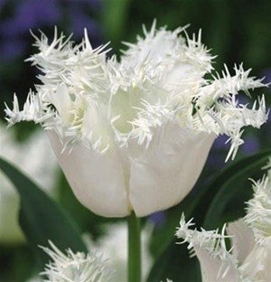 Тюльпан Сван Уинг (Swan Wings), 10 шт (разбор 11/12 - картинка 2