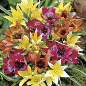 Тюльпан Ботанический смесь (Botanical Tulips mixed), 25 шт - картинка 1