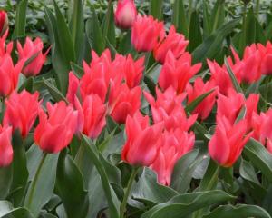 Тюльпан Торонто (Toronto), 5 шт (разбор 11/12) - картинка 2